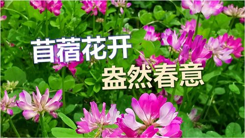 四月花开(四月花开芳菲尽) 20240520更新