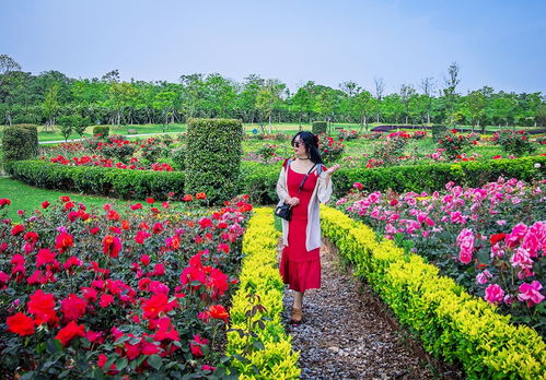 二级花卉园艺师是什么级别(二级花卉园艺师是什么级别职称) 20240525更新