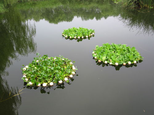 耐寒的水生植物(耐寒的水生植物有哪些) 20240525更新