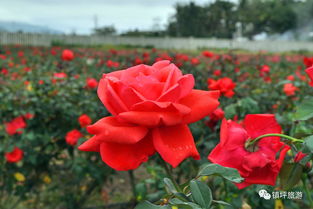 玫瑰花的种植季节和时间(玫瑰花的种植条件和种植方法) 20240526更新