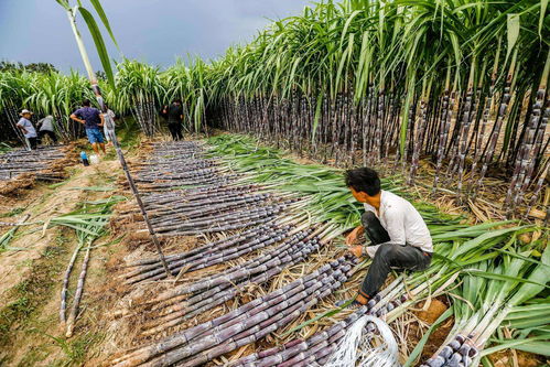 桉树果花语(桉树的果实的药用功效) 20240527更新