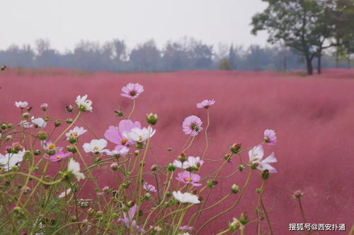 种什么花驱蚊子最好(哪种花驱蚊子) 20240530更新