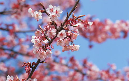 桃花几点开花时间一天(桃花几点开花时间一天几次) 20240603更新