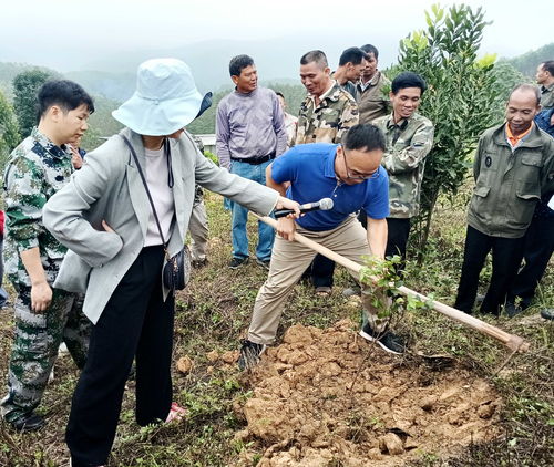 油茶种植技术和管理(油茶种植技术和管理视频) 20240604更新