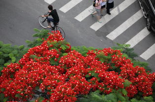 凤凰花花语什么意思(凤凰花的寓意和象征) 20240606更新