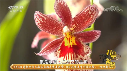 兰花种植视频在线观看(兰花的种植视频) 20240607更新