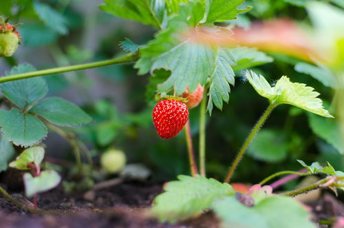 草莓的种植方法及时间是多长2(草莓种植栽培技术) 20240607更新