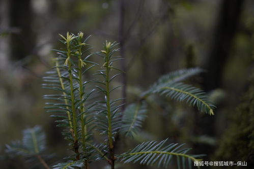 国家保护植物红豆杉树(国家保护植物红豆杉树品种) 20240608更新