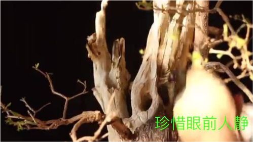 高级园艺师修剪(园林修剪师) 20240609更新