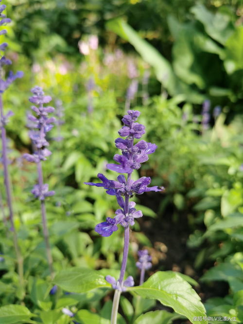 蓝花鼠尾草移栽时间(蓝花鼠尾草移栽时间) 20240611更新