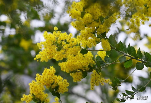 沙冬青花语(沙冬青的药用价值) 20240616更新