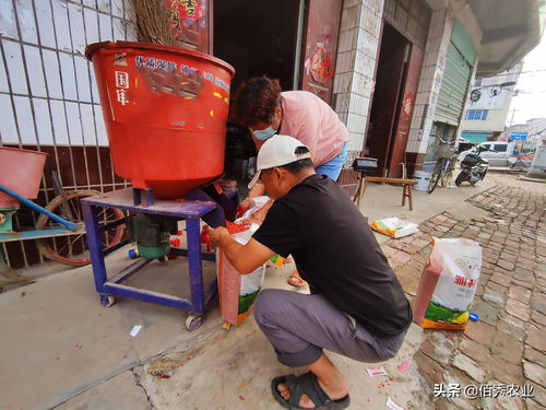 花菱草什么时候播种最好(花菱草种子发芽图片) 20240619更新