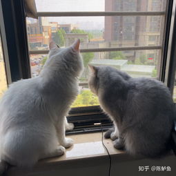 猫薄荷多大的猫能吃(猫薄荷几个月大的猫可以吃) 20240619更新