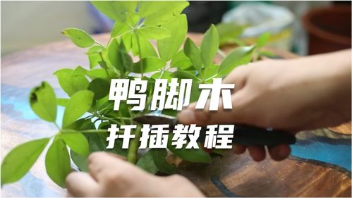 园艺师教案(园艺教学) 20240619更新