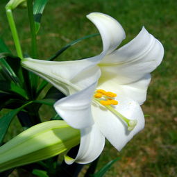 白百合花的花蕊为什么要摘掉(白百合花的花蕊为什么要摘掉才能开花) 20240621更新