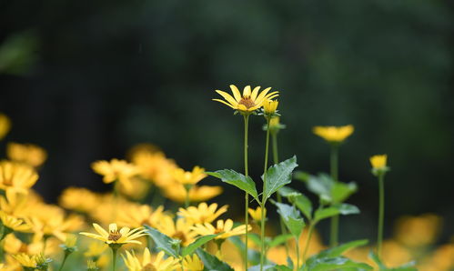 菊芋的功效与作用图片欣赏(菊芋图片 功效) 20240622更新