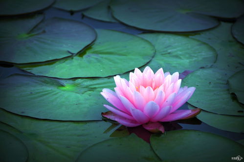 佛教各种颜色莲花的意义(佛教各种颜色莲花的意义和寓意) 20240622更新