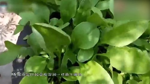 农历十月开什么花?(农历十月开什么花的季节) 20240623更新