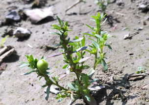 冬虫夏草种植条件(冬虫夏草种植技术方法) 20240624更新