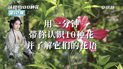 1000种花的花语(100种花的花语和含义) 20240624更新