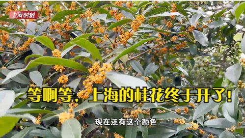 桂花种类区别(桂花种类区别图片说明) 20240628更新