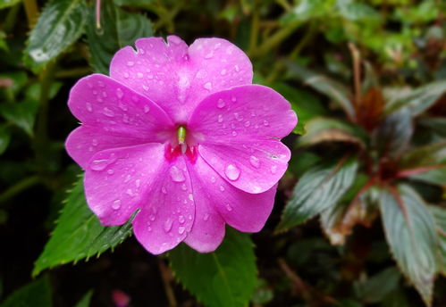 非洲凤仙花开花几个月(非洲凤仙花开花几个月结果) 20240630更新