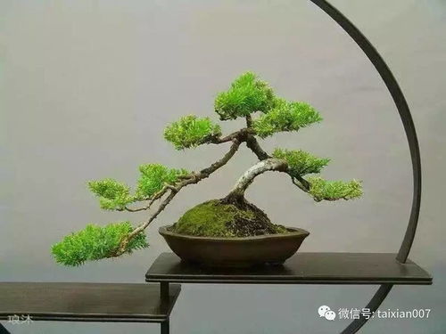 盆景植物造型(盆景植物造型图片欣赏) 20240702更新