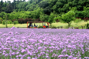 马鞭草花期多长时间(马鞭草的花期是多久) 20240707更新