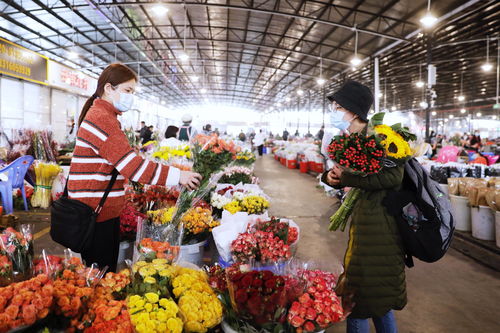 深圳哪个花卉市场最大(深圳最好的花卉市场) 20240707更新