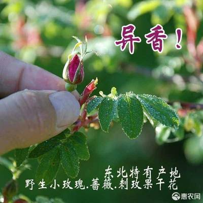 小玫瑰花的功效与作用(小玫瑰花的药用价值) 20240724更新