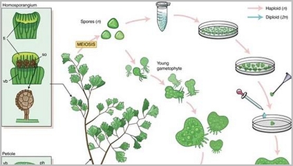 种子植物和孢子植物(种子植物和孢子植物的区别表格) 20240728更新