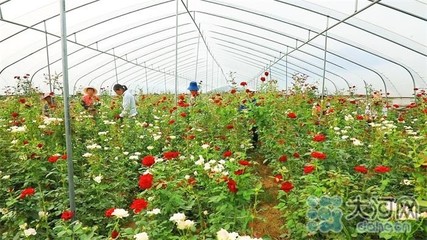 玫瑰花大棚种植视频(玫瑰花大棚种植基地) 20240730更新