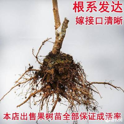 樱桃树什么时候嫁接成活率高(樱桃树几月份嫁接比较成功率最高)