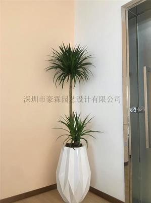 绿植租摆设计方案(绿植租摆设计方案介绍)