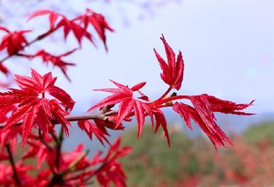 电影园艺师的春天(园艺师的一天)