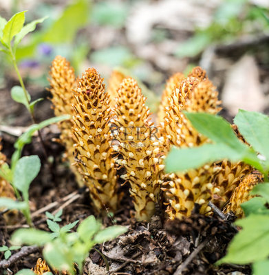 野生植物(野生植物资源名词解释)