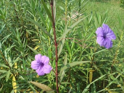 夹竹桃科紫色花(夹竹桃 紫色)