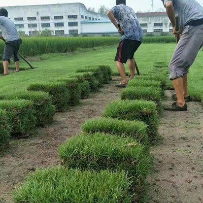 草皮种子直接撒在地上可以吗(草皮种子种下去多久后可以割草)