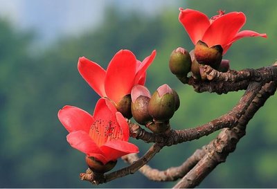 木棉花的图片和作用(木棉花图片的功效与作用)