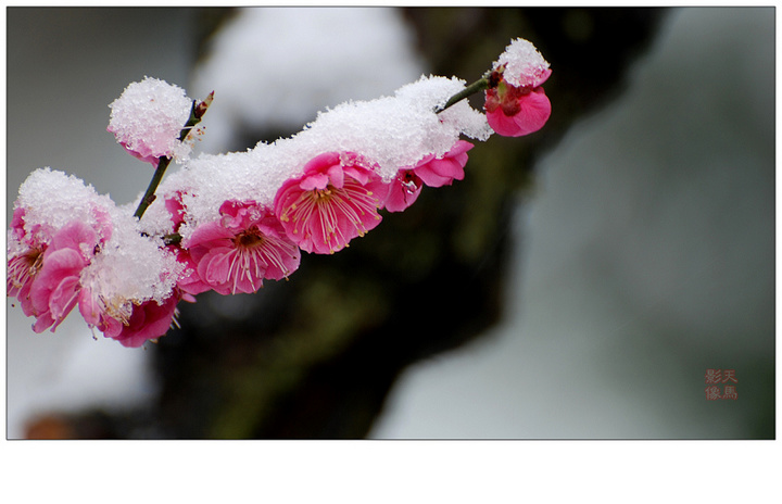 最漂亮的梅花雪景(最漂亮的梅花雪景图片大全)