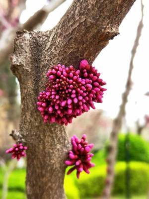 园艺师自学教紫荆花修剪(盆栽紫荆花怎么修剪造型)