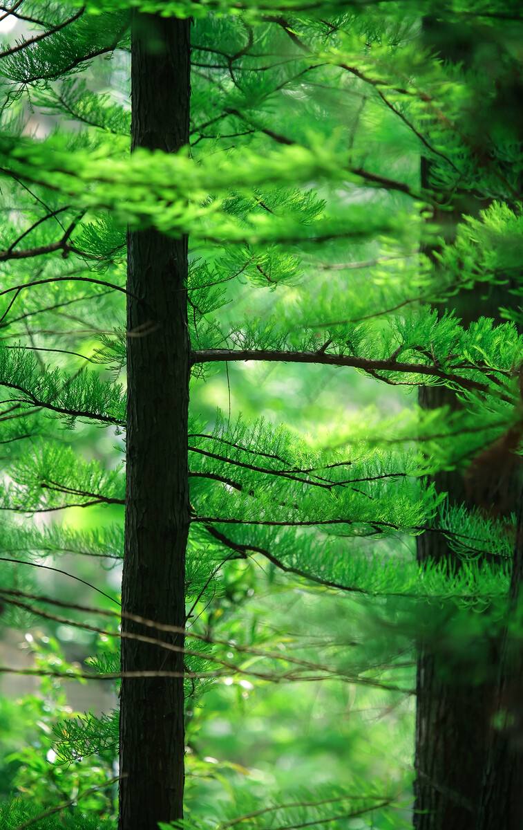 水杉国家一级保护植物吗(水杉国家一级保护植物吗有哪些)