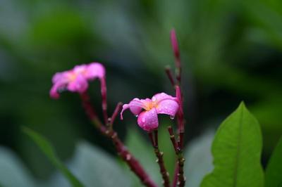 红色鸡蛋花的寓意和象征(红色的鸡蛋花树)