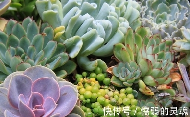 多肉植物用什么肥料(多肉植物什么肥料好)