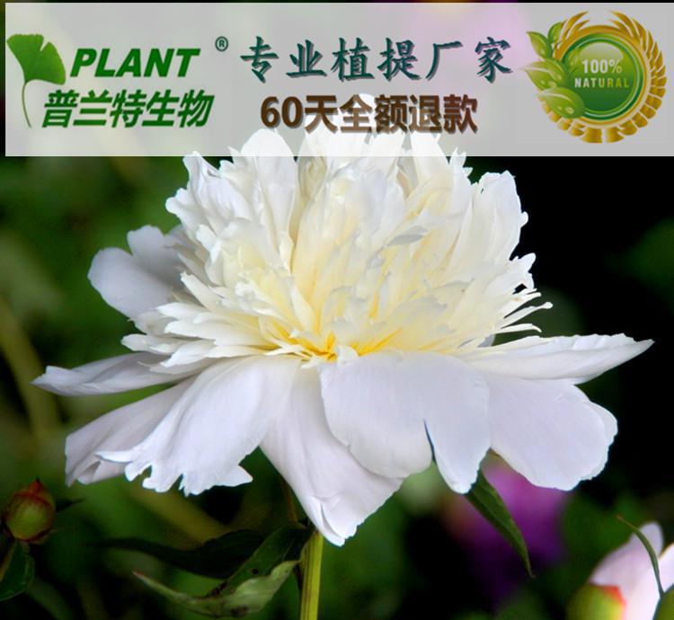 芍药介绍(芍药介绍50字)