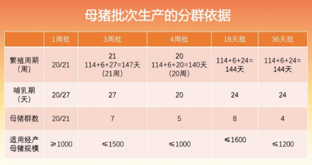 母猪养殖技术要点(母猪养殖的一套流程)