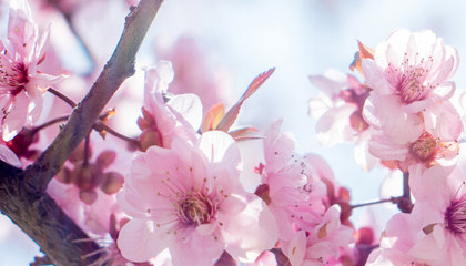 粉色风铃花的花语是什么意思(粉色风铃木花语是什么意思)