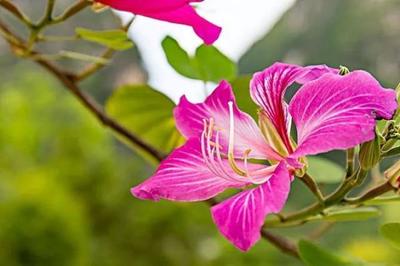 香港市花的含义(香港市的市花是)