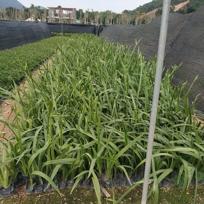 鸢尾兰盆栽种植方法(鸢尾兰盆栽图片)