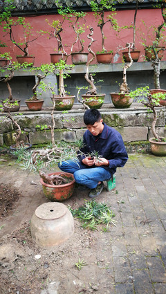 园艺师自学视频(园艺师怎么学)